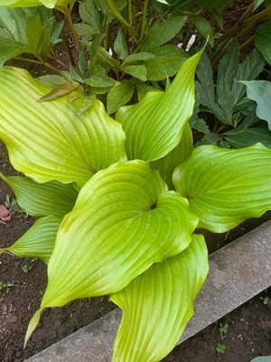 Hosta   Holar Garned Crow  Plantain Lily Plant Shipping Spring 2026