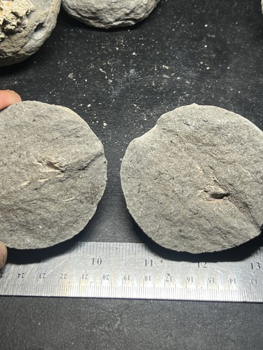 Rare Unprepared Crab in Nodule Cretaceous Age From Vancouver Island Canada