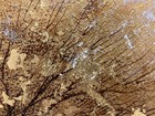 Gold single tree on canvas oil painting 20 x 24" — photo 3
