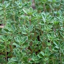 Premium Common Thyme - Fresh Organic Heirloom Seed - Buy any 3 items, 10 off 