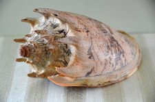 Specimen Cymbiola Imperialis - 187 mm - Siasi Island, Sulu Archipelago
