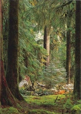 10 Original Photographic Art Note Cards With Envelopes Hoh Rain Forest C433