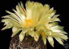 Coryphantha radians exotic rare succulent bonsai aloe cactus seed cacti 50 SEEDS