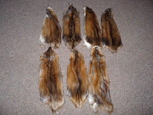 LOT OF 7 BEAUTIFUL tanned MUSKRAT fur pelt skin taxidermy TROOPER HAT FLY TYING - Picture 4 of 7