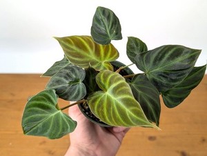 philodendron verrucosum | eBay