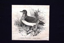 Storia naturale - Piviere dorato Incisione del 1869