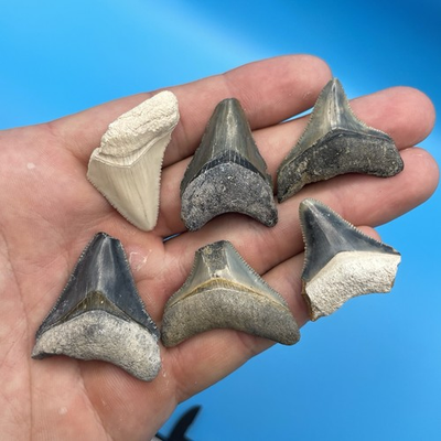 #ad #ad MEGALODON TOOTH LOT REAL SHARK TOOTH FOSSILS JUVENILE MEGALODON TEETH FL $44.99
