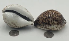 (Two) Select Large Tiger Cowrie (Cypraea Tigris) Shell 3 1/2" Craft Beach Decor