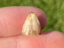 Florida Fossil Alligator Tooth Pleistocene Ice Age Gator Crocodile Reptile