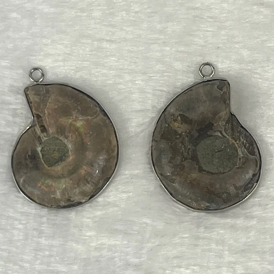 2 Colgantes de Rebanadas Fósiles de Amonita Pulidos Espiral Shell Marrón 1.5" Borde Plateado Foto 2 de 3