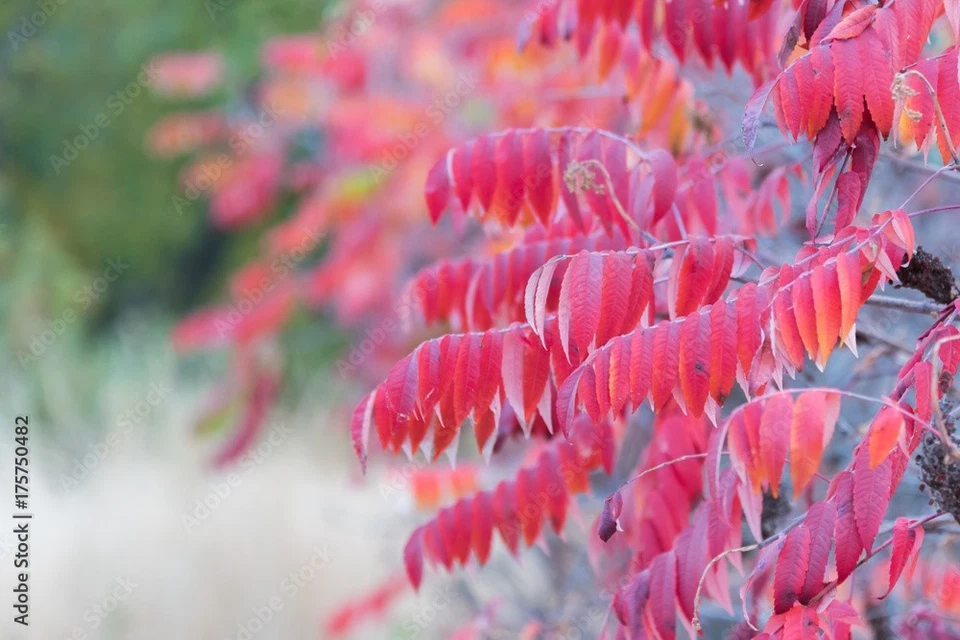 Smooth Sumac, Rhus Glabra,150+ Dried Red Berries.  INCLUDING 10 VIABLE SEEDS - Image 3 of 3