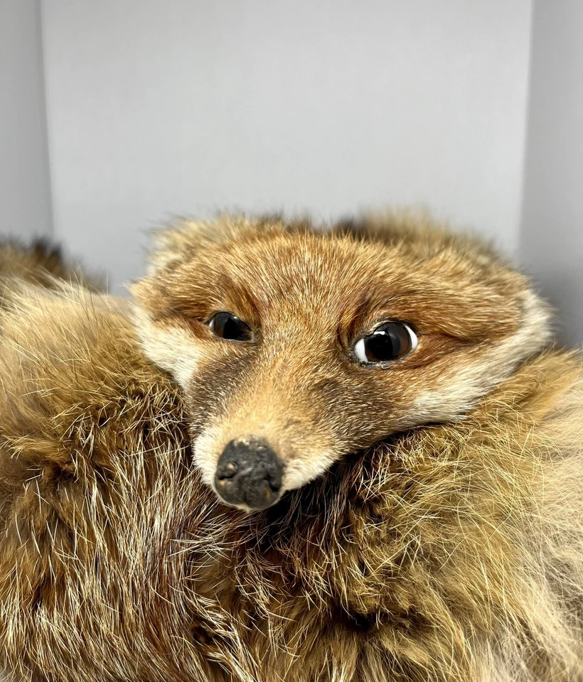 Bufanda de taxidermia de piel de zorro marrón genuino de colección Foto 2 de 4