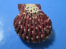 Gloriapallium Pallium 45.9 mm F+++/gem  spectacular pattern  WOW!!