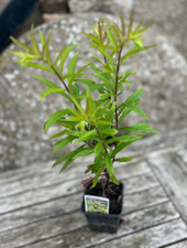 Solidago Golden Rod Hardy Cottage Perennial Plant 9cm Potted