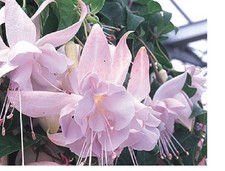 4  X  FUCHSIA HOLLYS BEAUTY  PLUG PLANTS PRE ORDER FREE POSTAGE