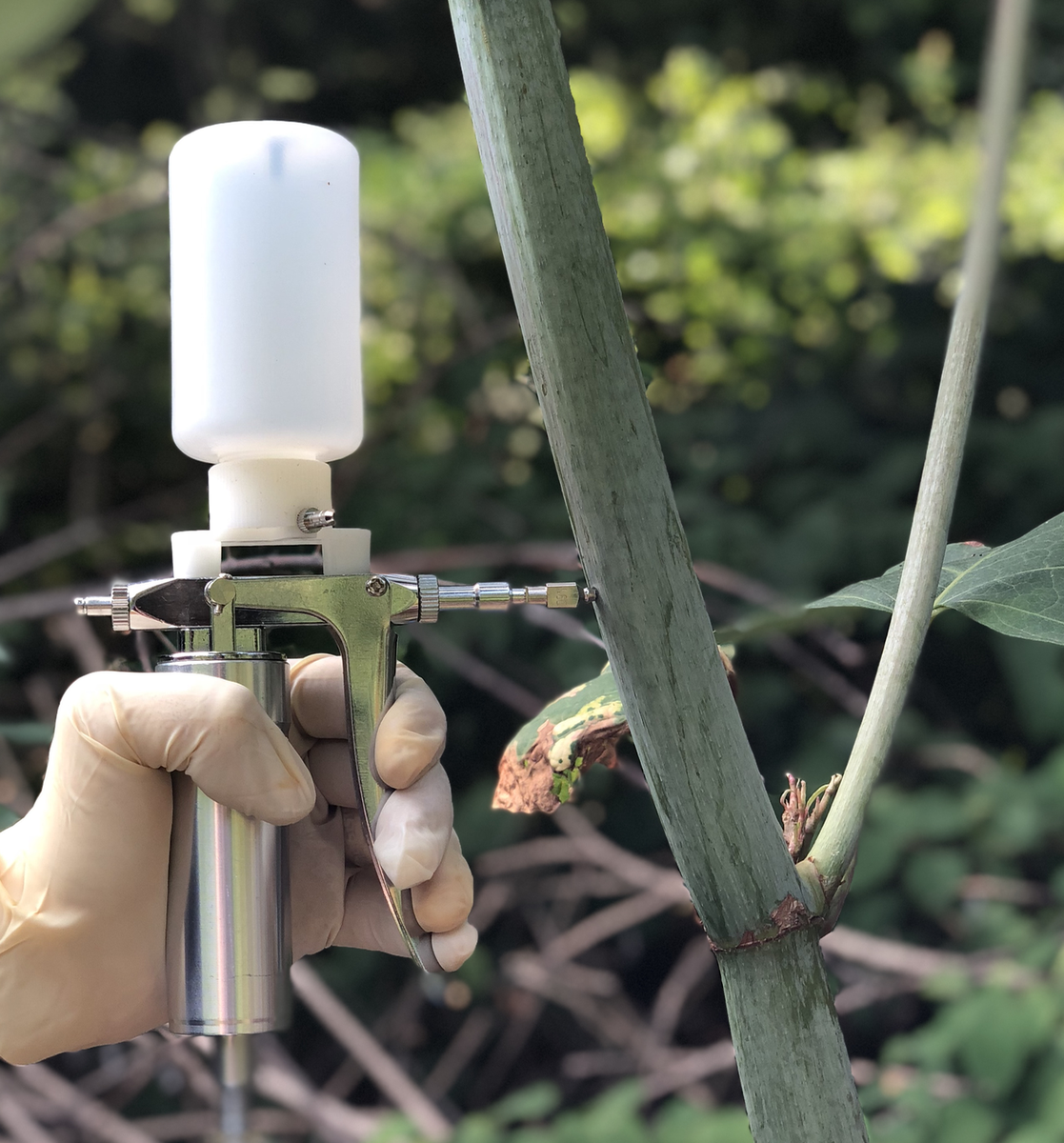 2026Professional Japanese Knotweed Killer Injector - PRO BUNDLE w/ 13+1  needles | eBay