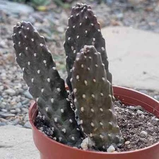 Consolea rubescens 'Roadkill Cactus'