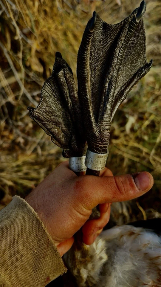 2 Unreported Goose Bands 2025 - Image 2 of 2