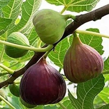 Ficus carica FIG TREE Exotic Seeds!