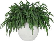 24 Pcs Realistic Christmas Greenery Stems, Natural Droopy Pine