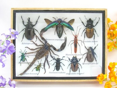 Unique piece - Real 3D prepared insects, showcase mural, museum quality a-m-15