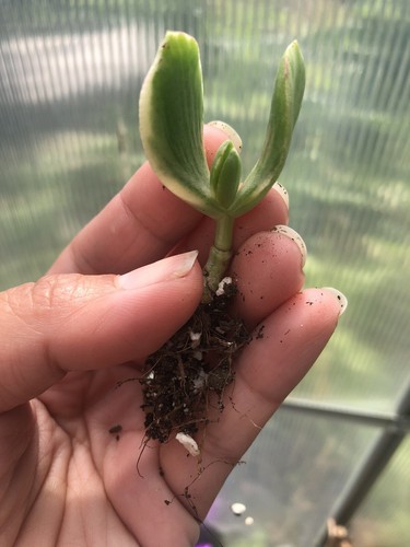 Crassula Ovata Variegated, Tricolour Jade Plant - Picture 8 of 8