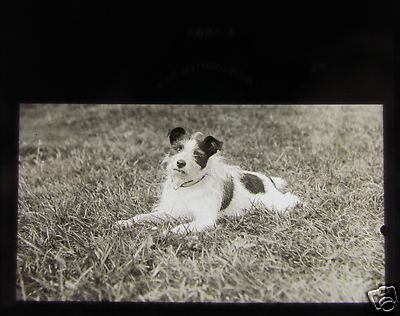 EDWARDIAN Glass Magic Lantern Slide TERRIER CALLED MICK C1910 DOG