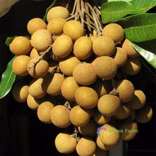 5 semillas Dimocarpus Longan sabrosas frutas dulces árbol de hoja perenne plantas exóticas asiáticas