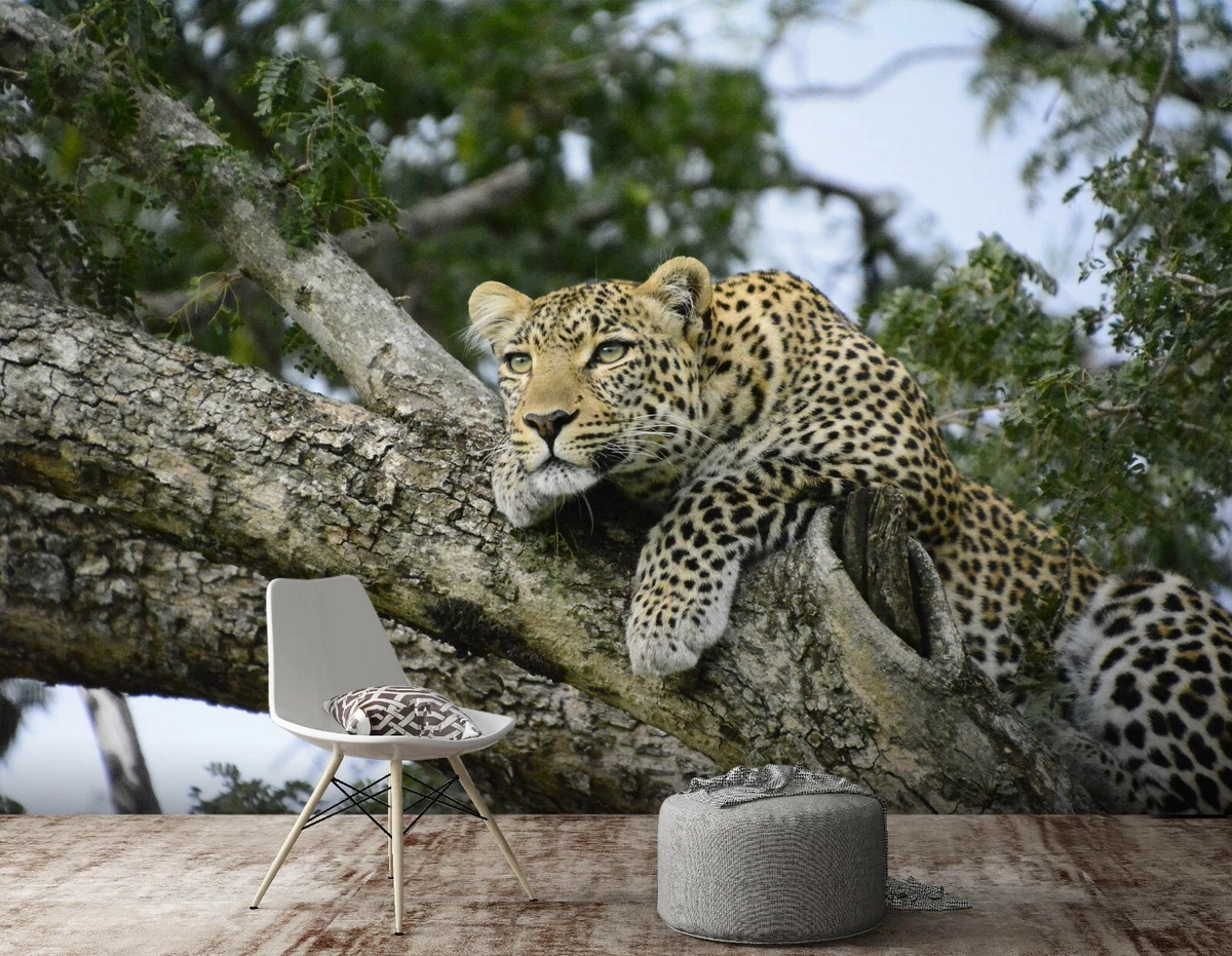 Animal and Wildlife Wallpapers