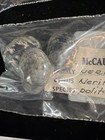 Nerite Shell Collection 6 Types All W/collection Data (S517) — photo 2