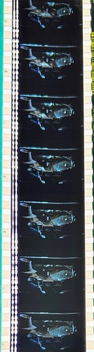 Jurassic Park 1993 Very Rare Unmounted 35mm Film Cells - Steven Spielberg - Picture 126 of 142