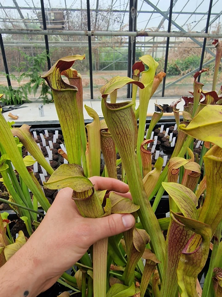 Sarracenia alata A59MK x A46MK, fleischfressende Pflanzen, - Bild 1 von 1