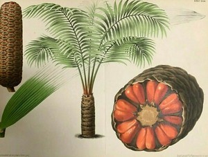 CYCAD- Zamia Roezli, RARE Botanical Engraving, Circa 1800's, Original
