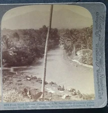 1907 From Hotel Bellevue, Buitenzorg/Bogor, Java, Mt Salak/Palm Trees Stereoview