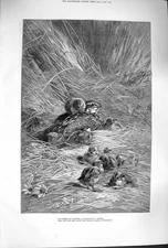 Original Old Antique Print 1879 Nature Bird Young Chic 19th Century