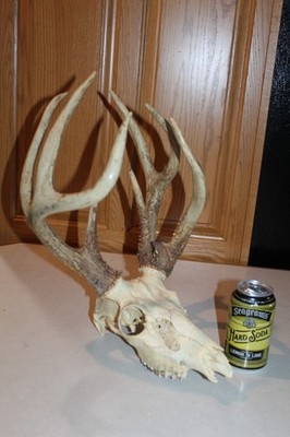 Double Main Beam Freak Whitetail Deer Mount Taxidermy Skull Antler Hunt Mule