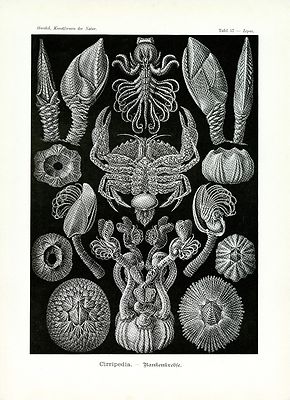 Sea Life Sea Barnacles Haeckel Scientific Illustration Print 4 x 6'' - 16 x 20'' 