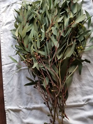 Organic Eucalyptus globulus fresh Leaves