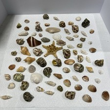 Sea Shells Assorted B1 80 Pieces