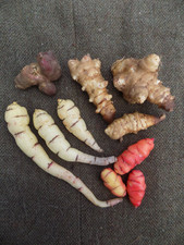 Alter-Native Ancestral Roots Tubers Gift Pack: Yacon, Mashua, Oca, Artichokes 