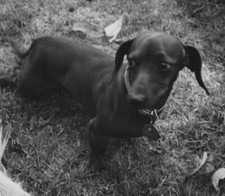 Dachshund Lying In Grass With Another Dog In Background Vintage Photo 1950s
