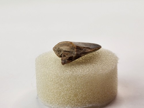 Majungasaurus 0.82" Theropod Tooth Fossil - Maevarano Fm - Berivotra, Madagascar - Picture 13 of 16