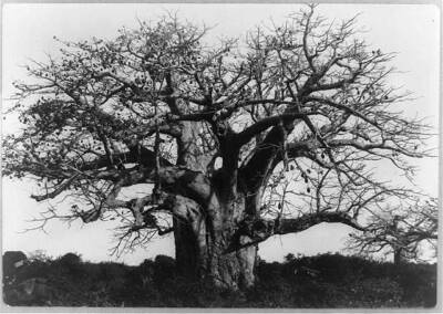 8'' x 10'' 1900 Photo Baobab Tree, Africa Location: Africa