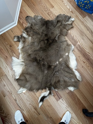 #ad Salted Whitetail Deer Hide *READ DESCRIPTION* $40.00