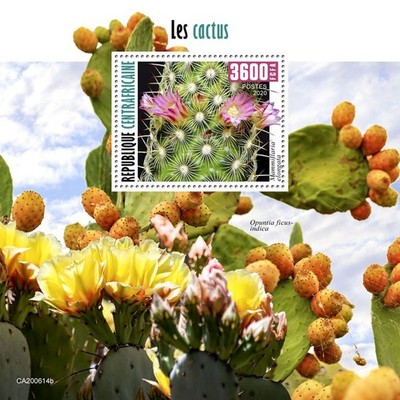 Cactus