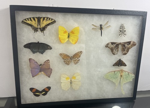 Vintage Framed 16”x12” Butterfly and Moth Specimen Collection