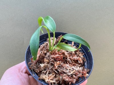 Monstera 'Burle Marx Flame S