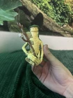 Star Wars 1985 Amanaman Last 17 Action Figure Original with Staff