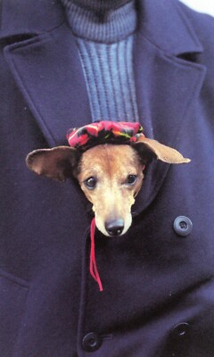 Tucked Inside Its Owner's Coat, New York City --POSTCARD