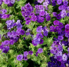 Phlox BEAUTY BLUE DWARF Rare Blue Blooms Pollinator Attractor Non-GMO 100 Seeds!